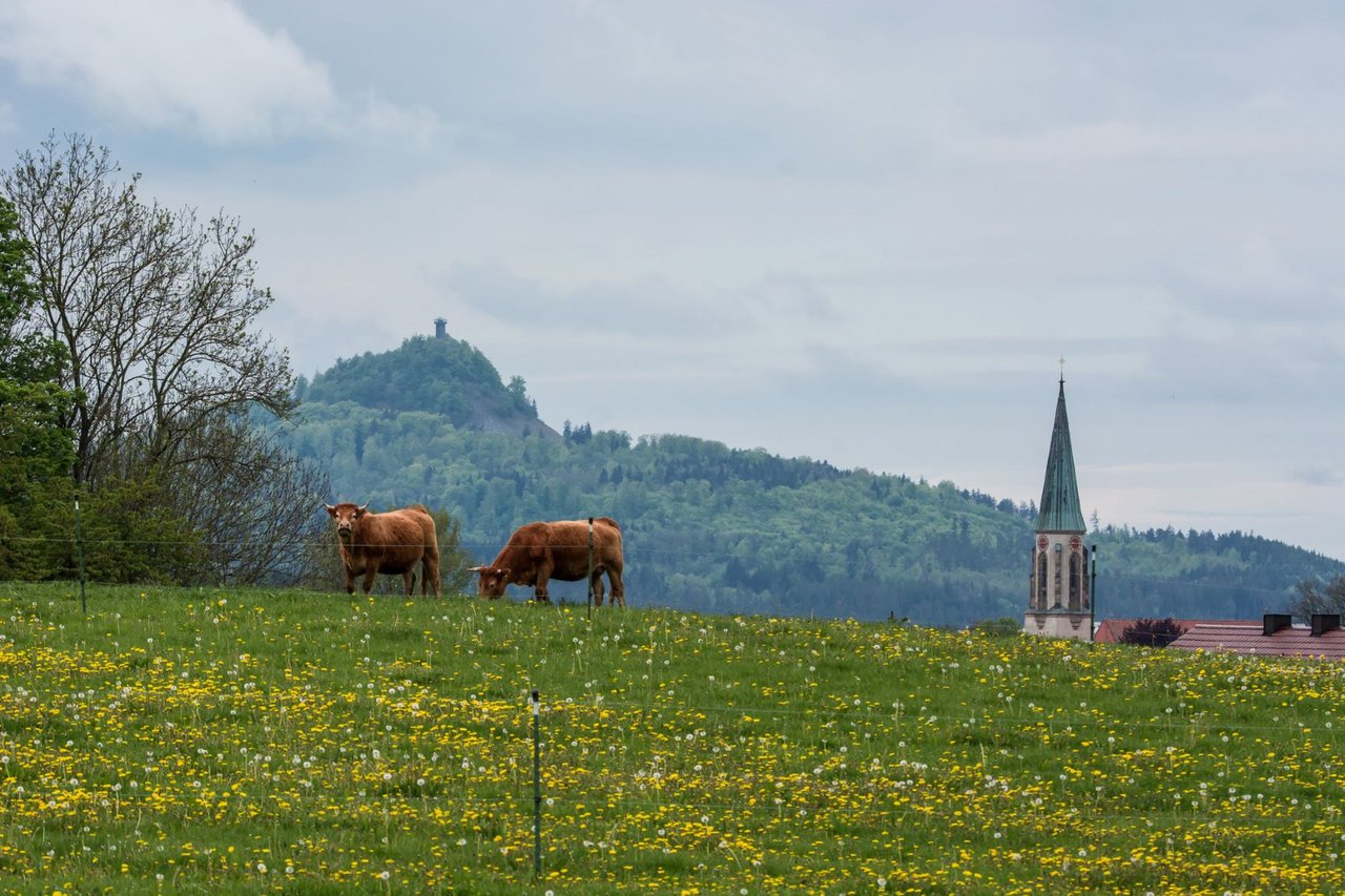 Heimatkalender 2019, Kulm, Kühe