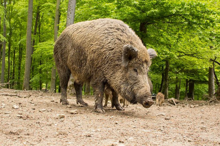 Wildsau: Eine echte Plage in Bayern