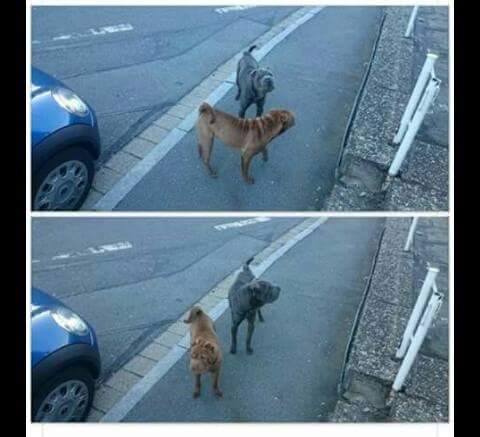 Hunde Weiden Flucht Tierheim Weiden