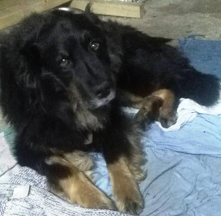 Wurde Leika vergiftet?