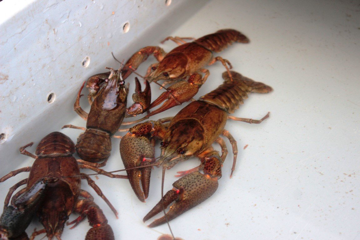 Krebsessen ARGE Fisch Edelkrebs