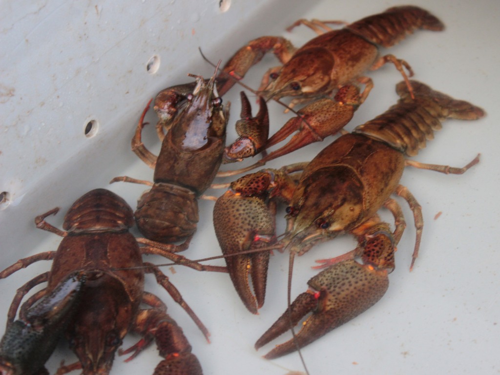 151122_Europ_Edelkrebs