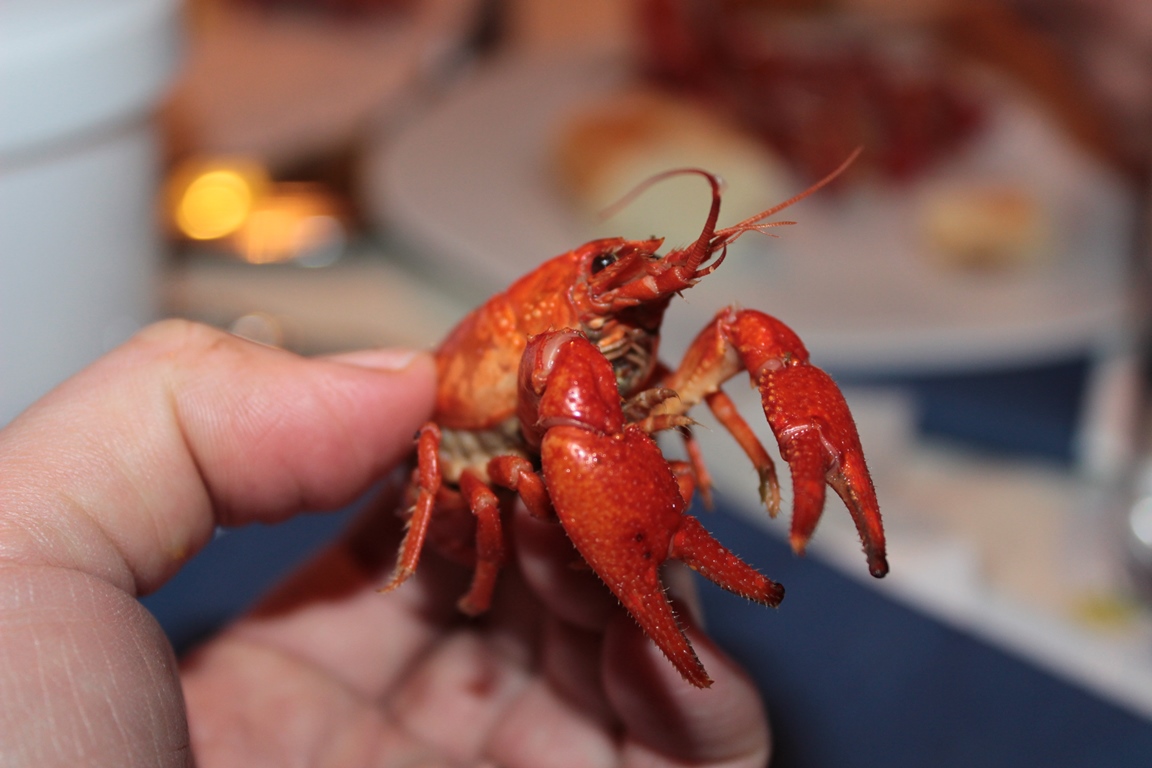 Krebs auf den Teller!