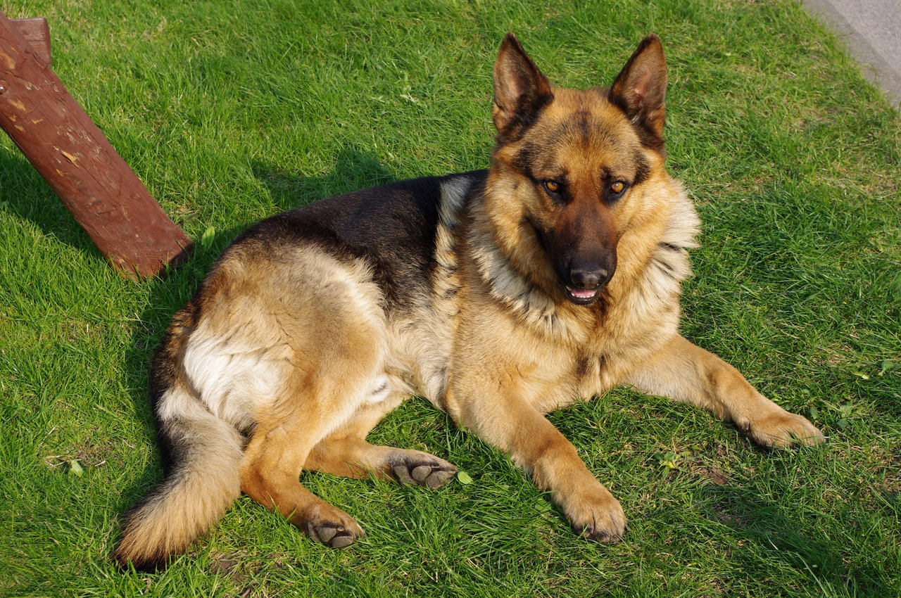 20110425_German_Shepherd_Dog_8505