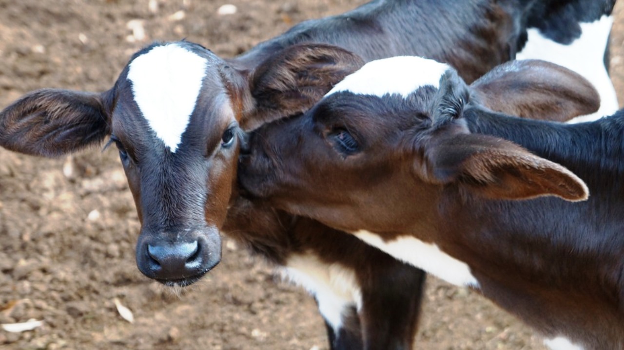 201603_Kalb-Kälber-Tier