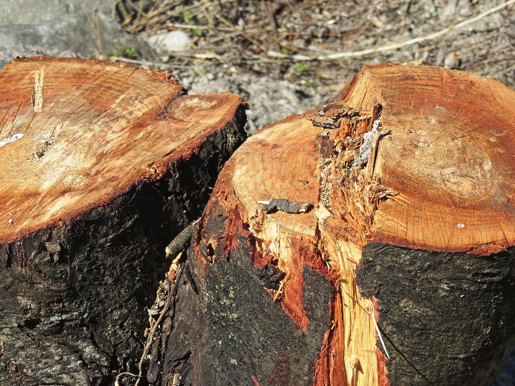 Waldweg wegen Baumfällarbeiten gesperrt