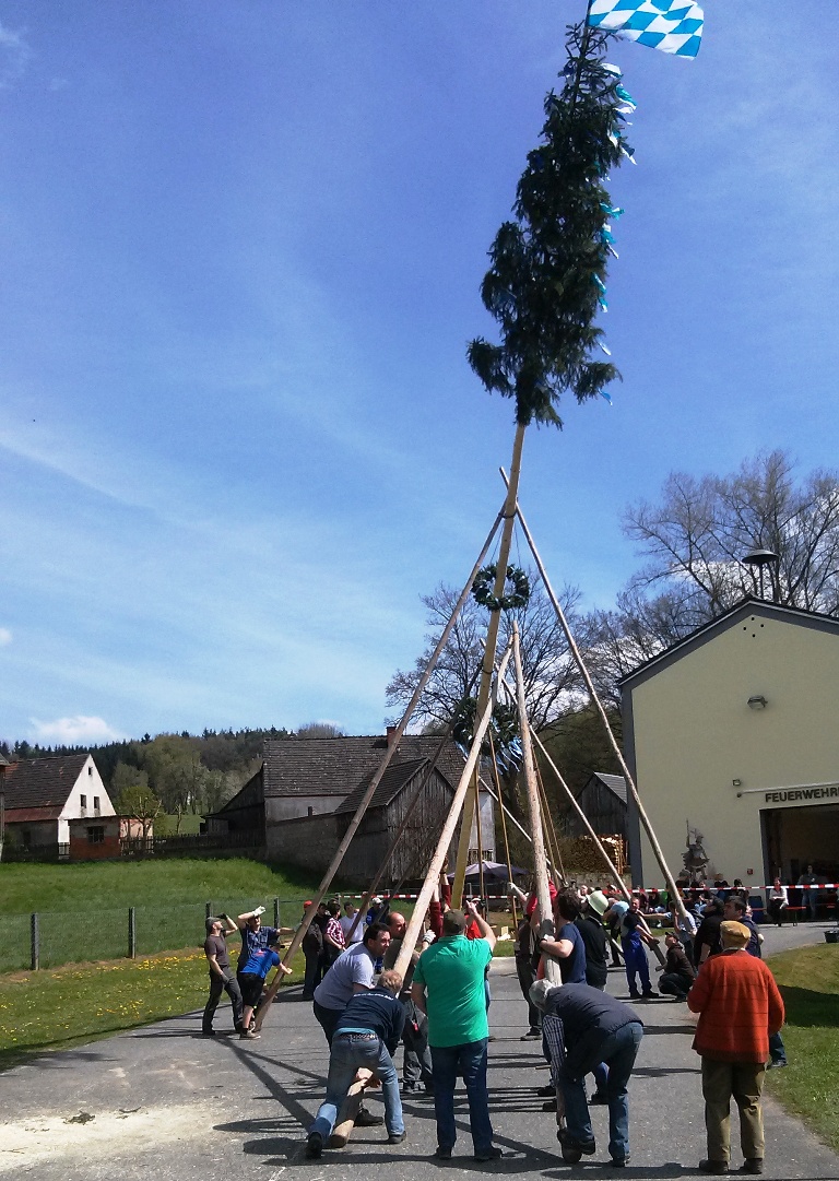 Kirwabaum Versteigerung Kaimling