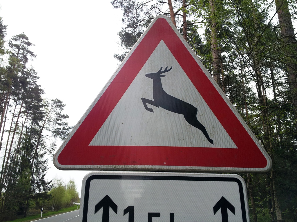 Nach Wildunfall: Kradfahrer verletzt