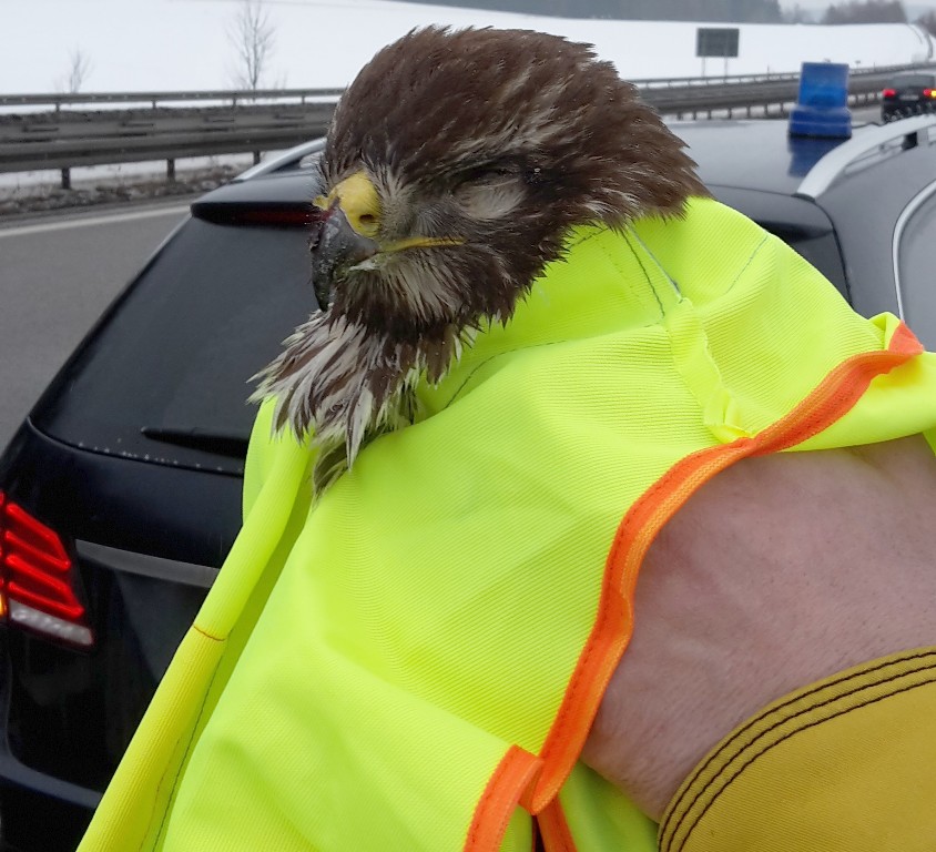 Bussard Bundespolizei Waidhaus