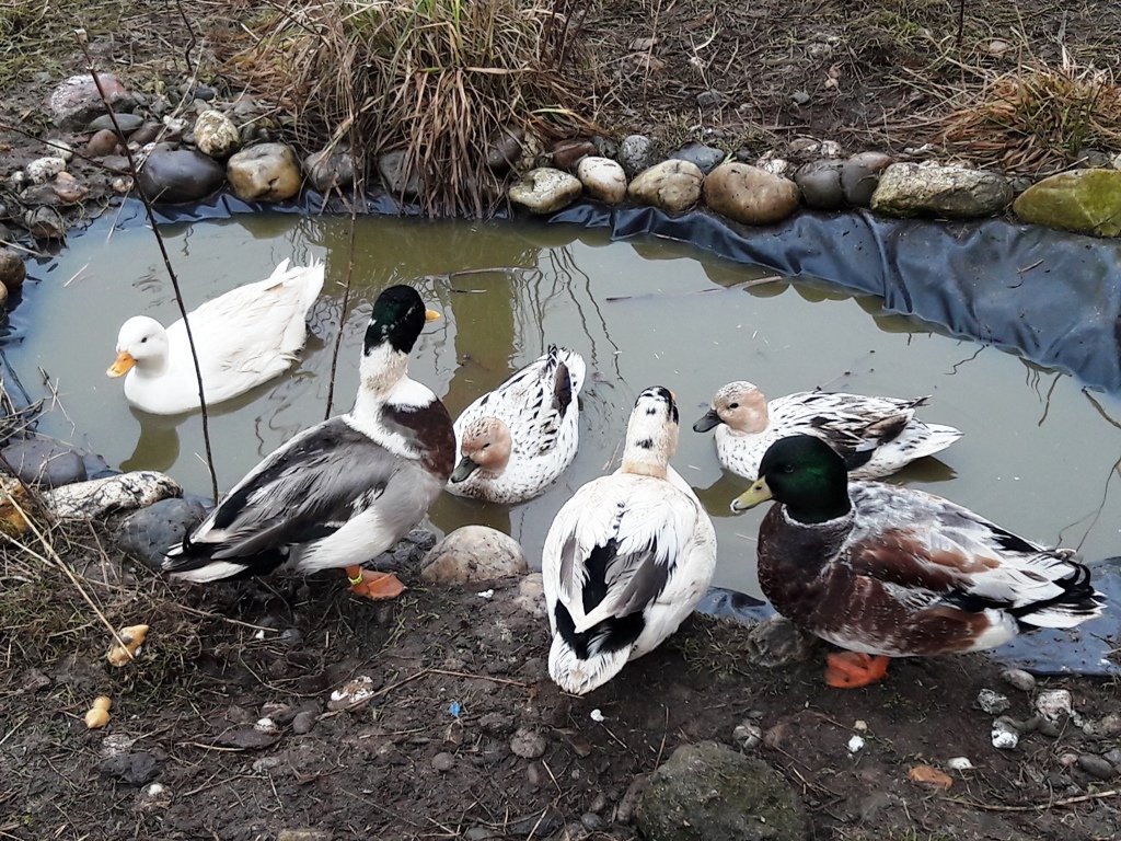 Zwergenten Dieb Trabitz Enten