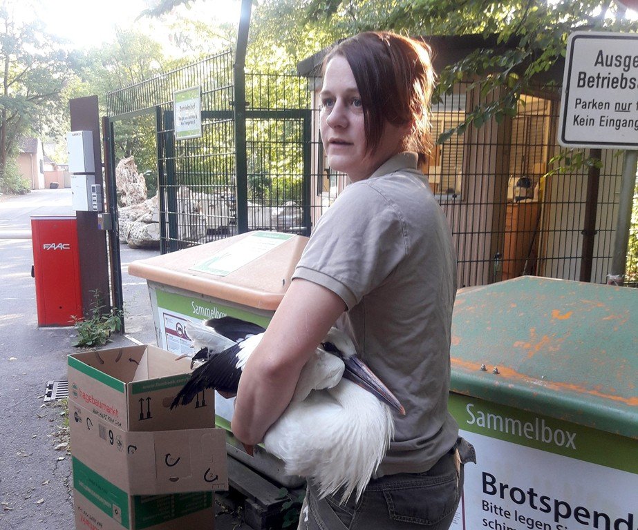 Jungstorch Notlandung