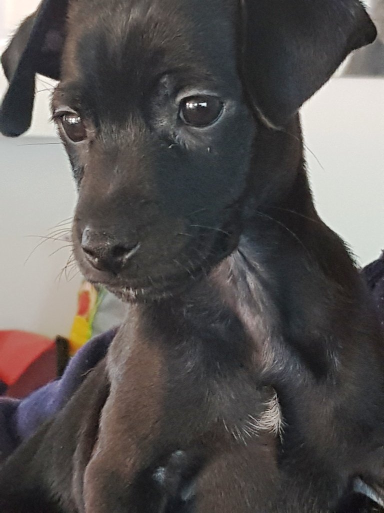 Hundewelpe Mitterteich