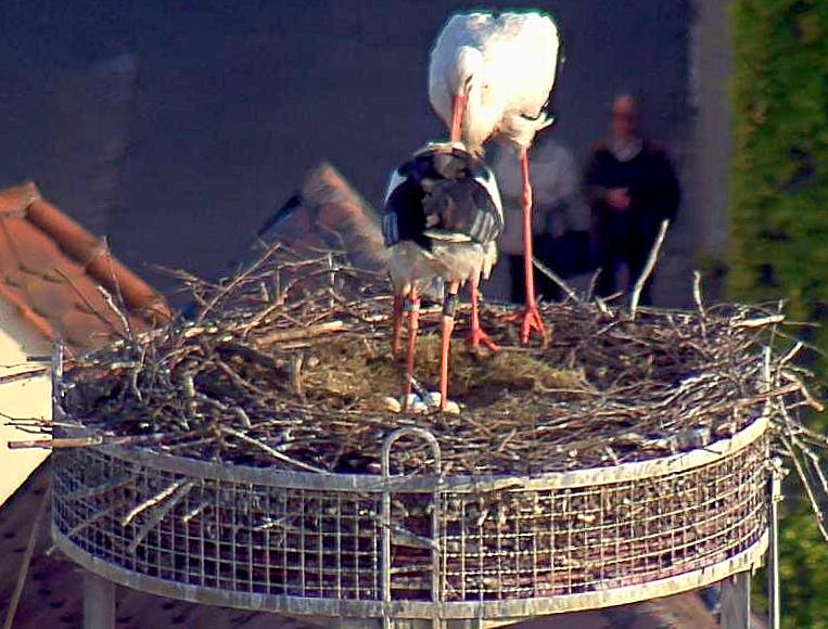 Webcam Storchen Altes Schulhaus Weiden