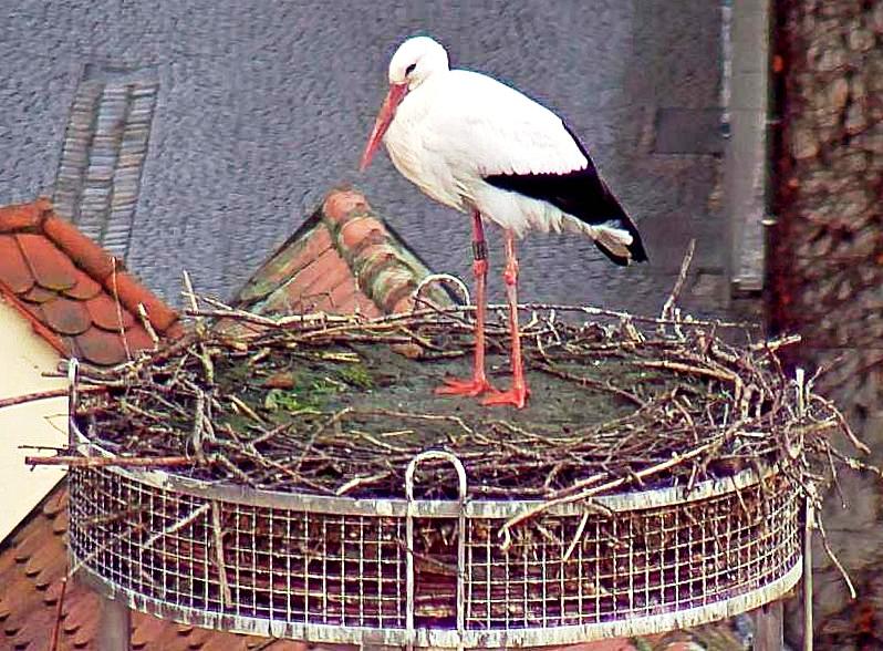 Weißstorch Weiden Horst Altes Rathaus Webcam
