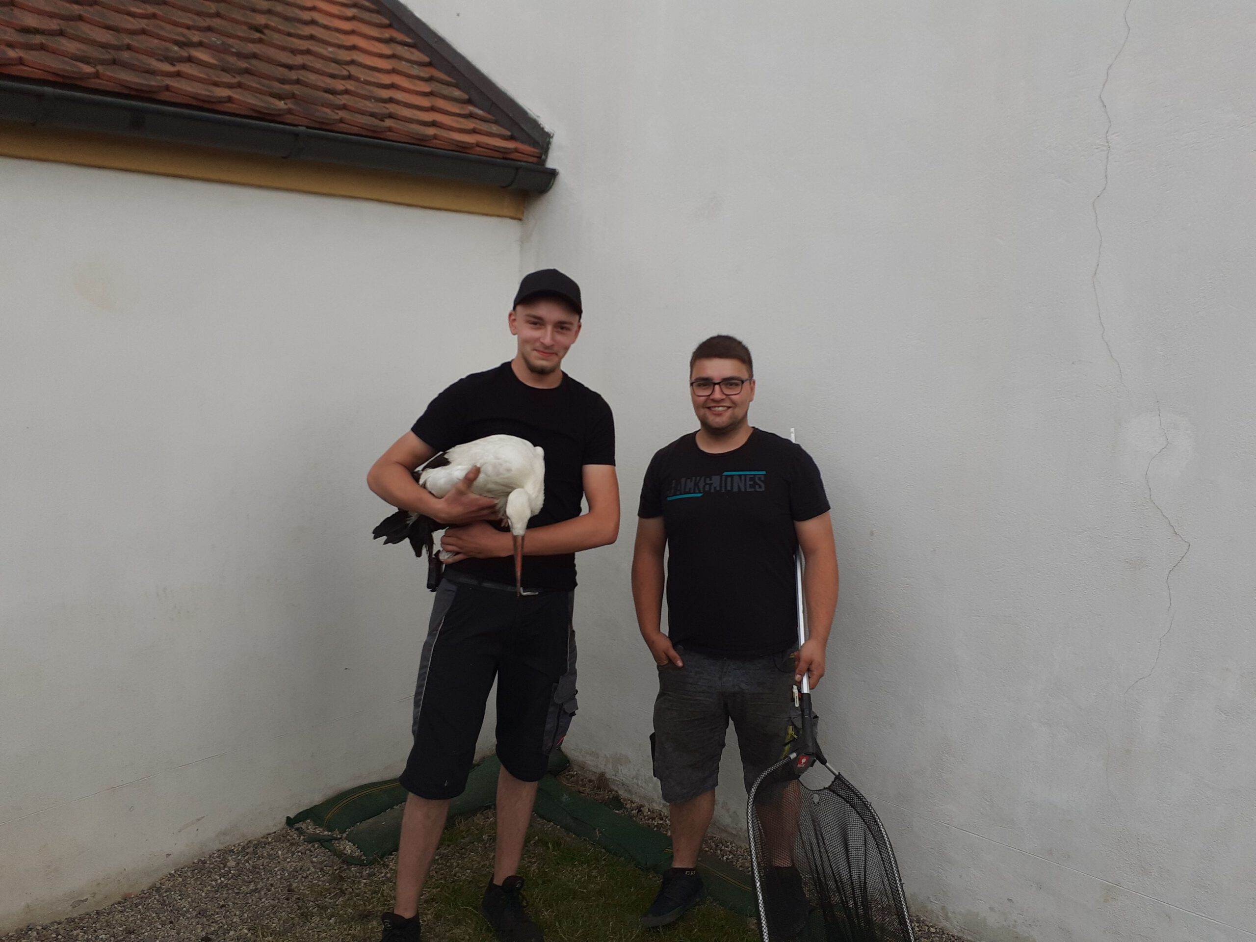 Storch verletzt Luhe-Wildenau
