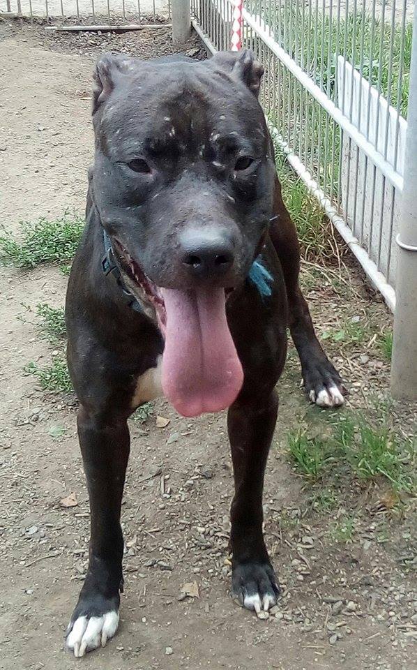 Hunde Tierheim Weiden Polizei