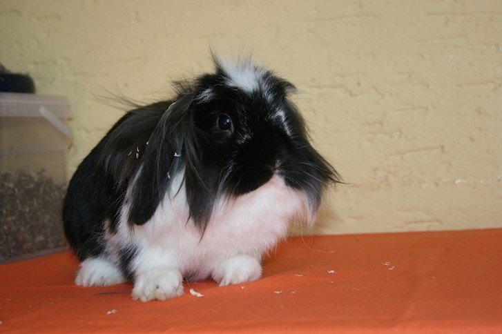 Tierheim Weiden Gandalf Hase