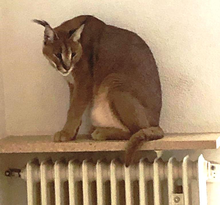 Wüstenluchs Polizeieinsatz