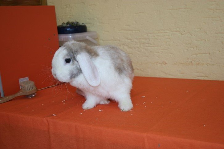 Tierheim Weiden Gustav Hase
