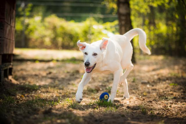 Pati Tierheim Weiden Hund