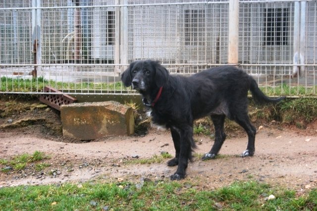 Tierheim Weiden Sindy