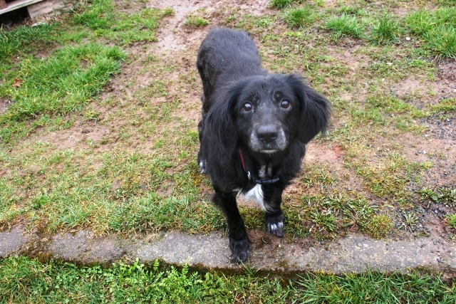 Tierheim Weiden Sindy