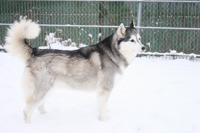 Maya Tierheim Weiden Hund