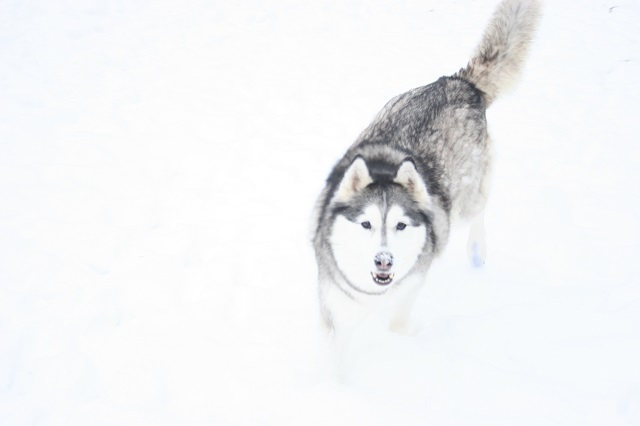 Maya Tierheim Weiden Hund