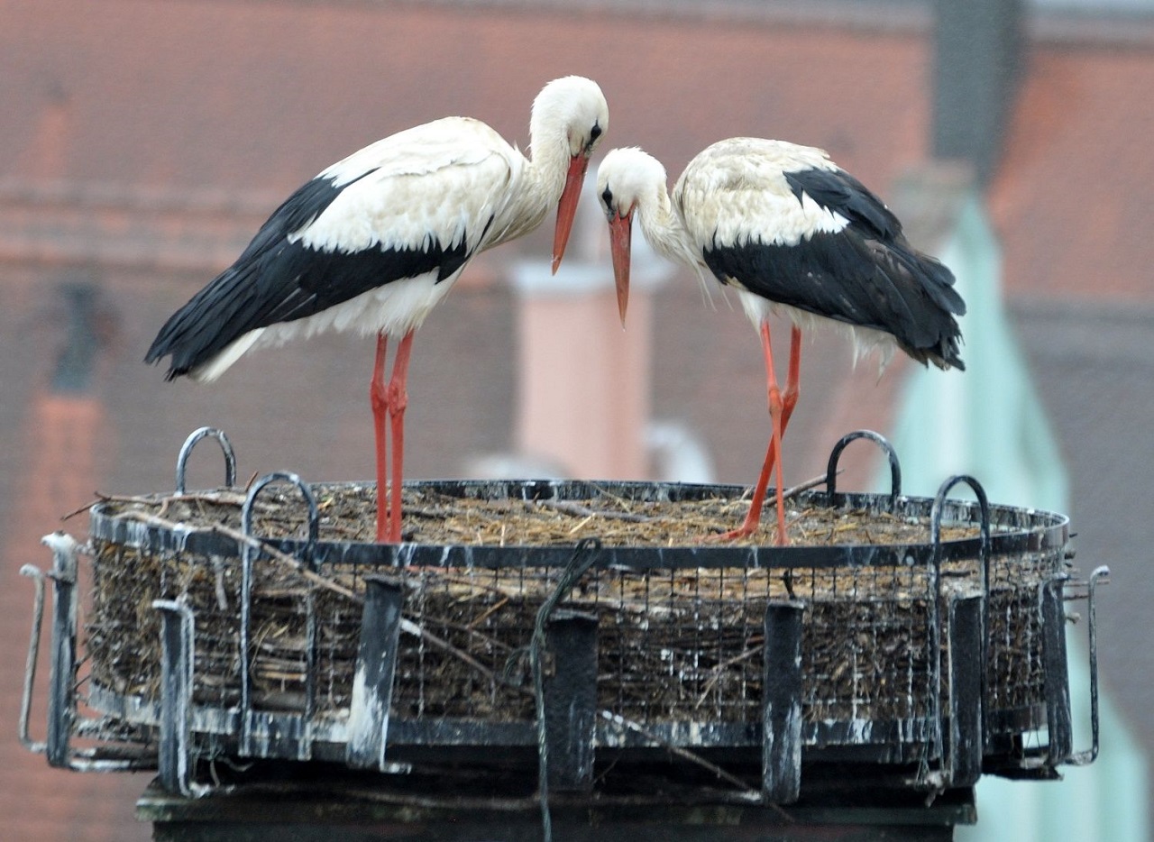 8626storch1