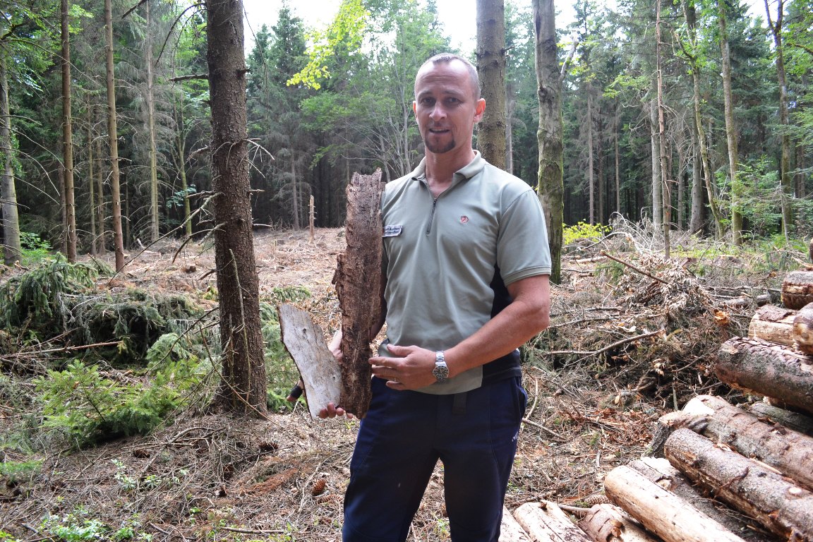 Wald Wiesau Trockenheit Borkenkäfer