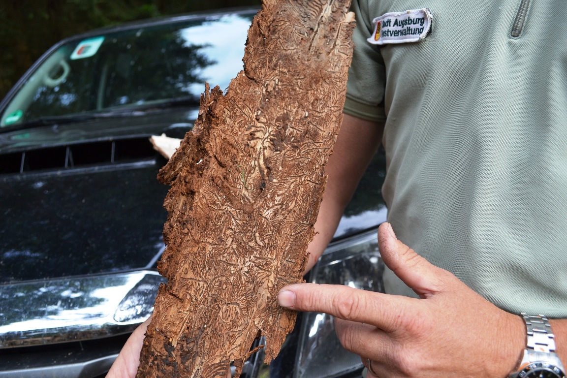 Wald Wiesau Trockenheit Borkenkäfer