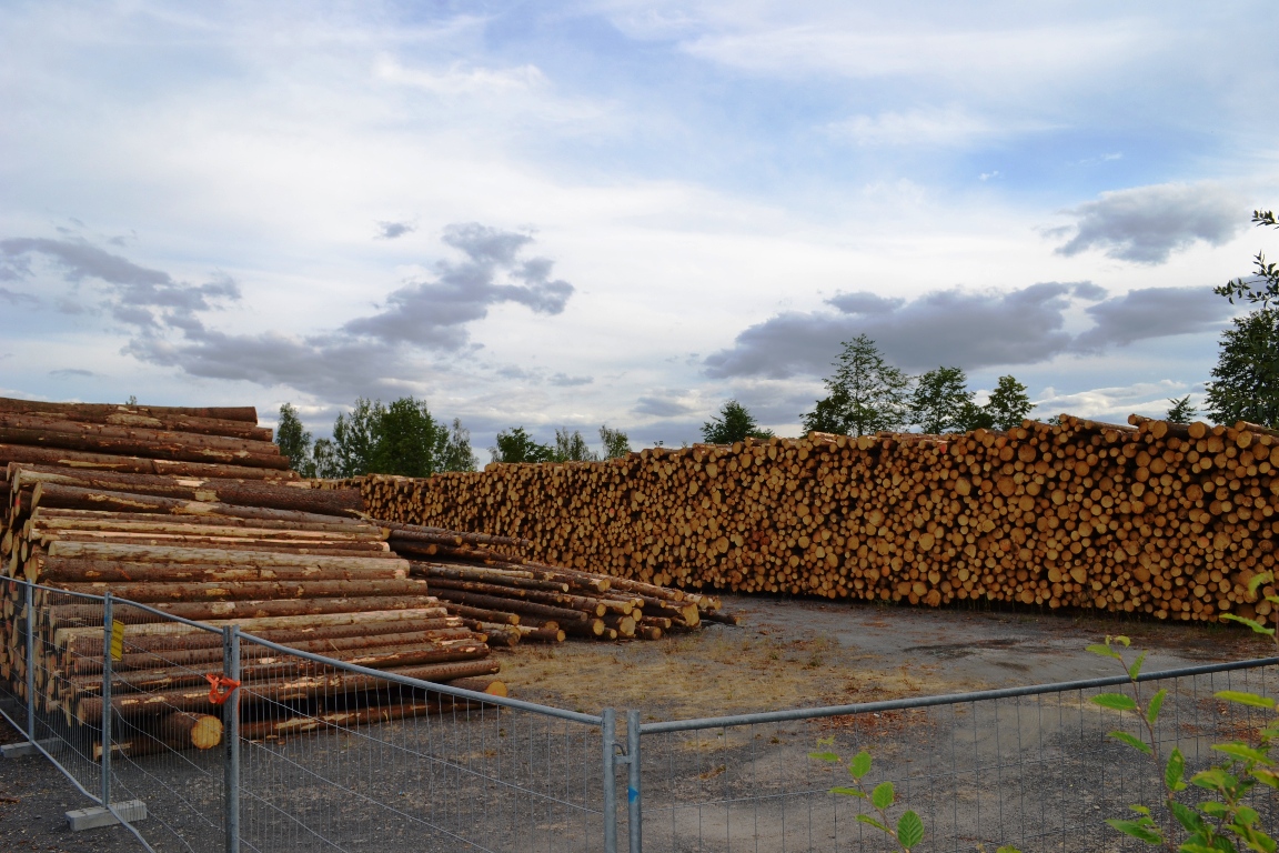 Wald Wiesau Trockenheit Borkenkäfer