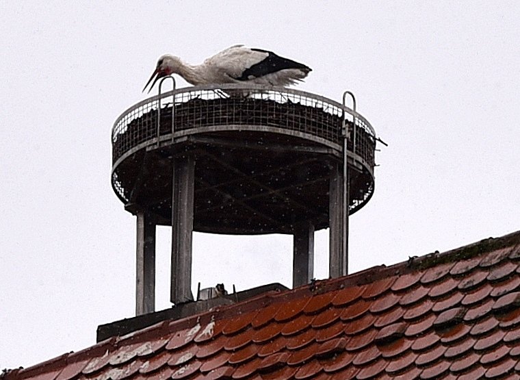 9.02.2018 erster Storch Vormittag Weißstörche Storch Weiden Ankunft 2018 Frühling Bilder Jürgen Wilke