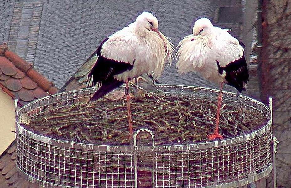 9.02.2018 zweiter Storch Nachmittag Weißstörche Weiden Storch Frühling Bilder Jürgen Wilke