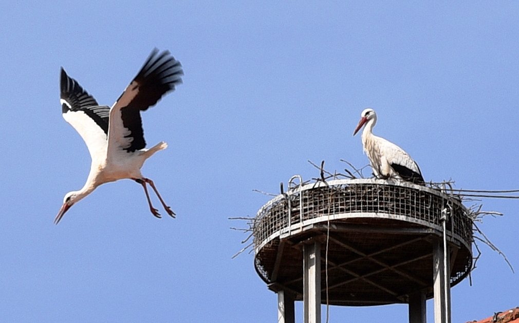 Storch Weiden