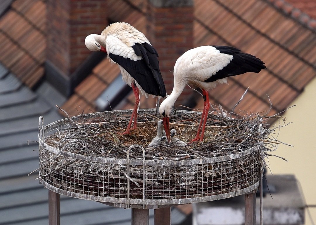 A)__11._Mai_2018 Weiden Storch Stochküken Weidener Storch Storchcam Weiden