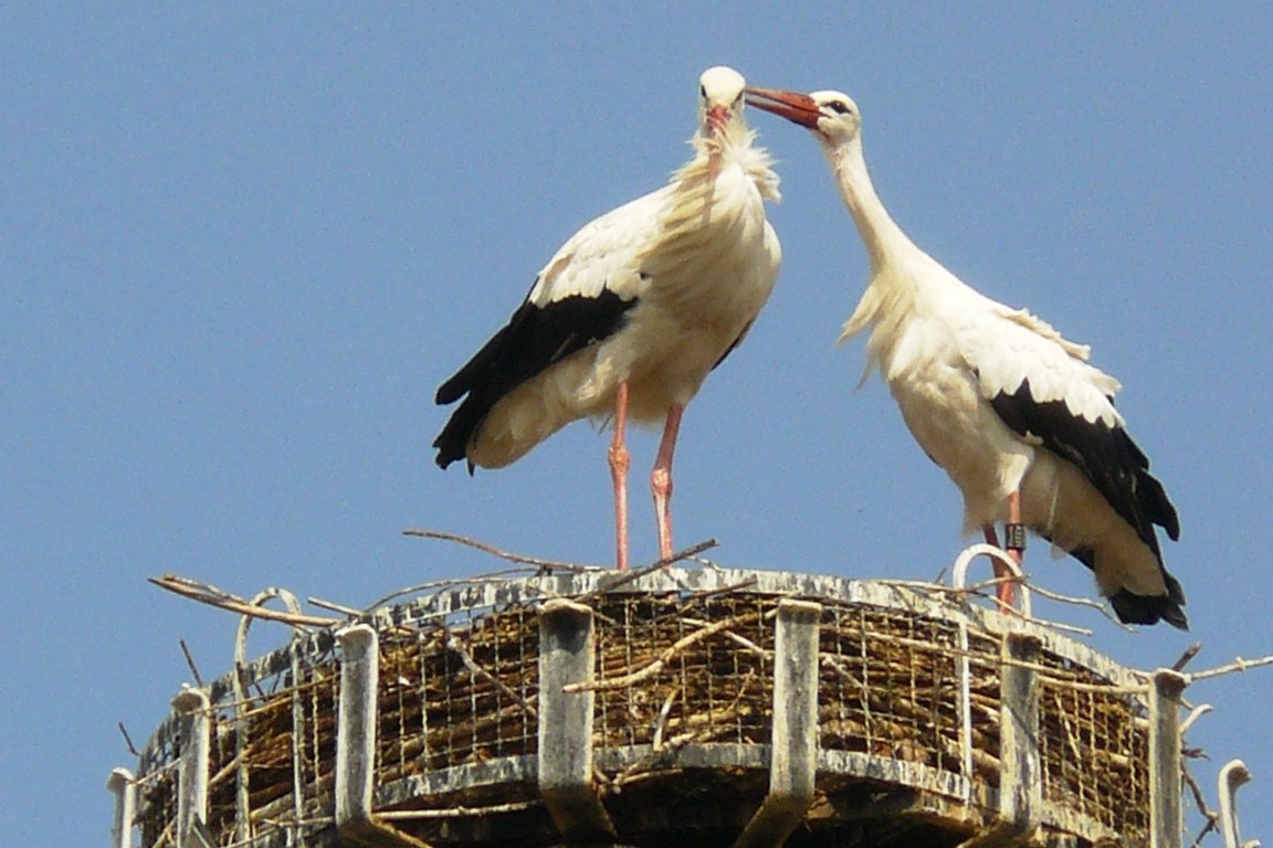 Storch Weiden Winterquartier