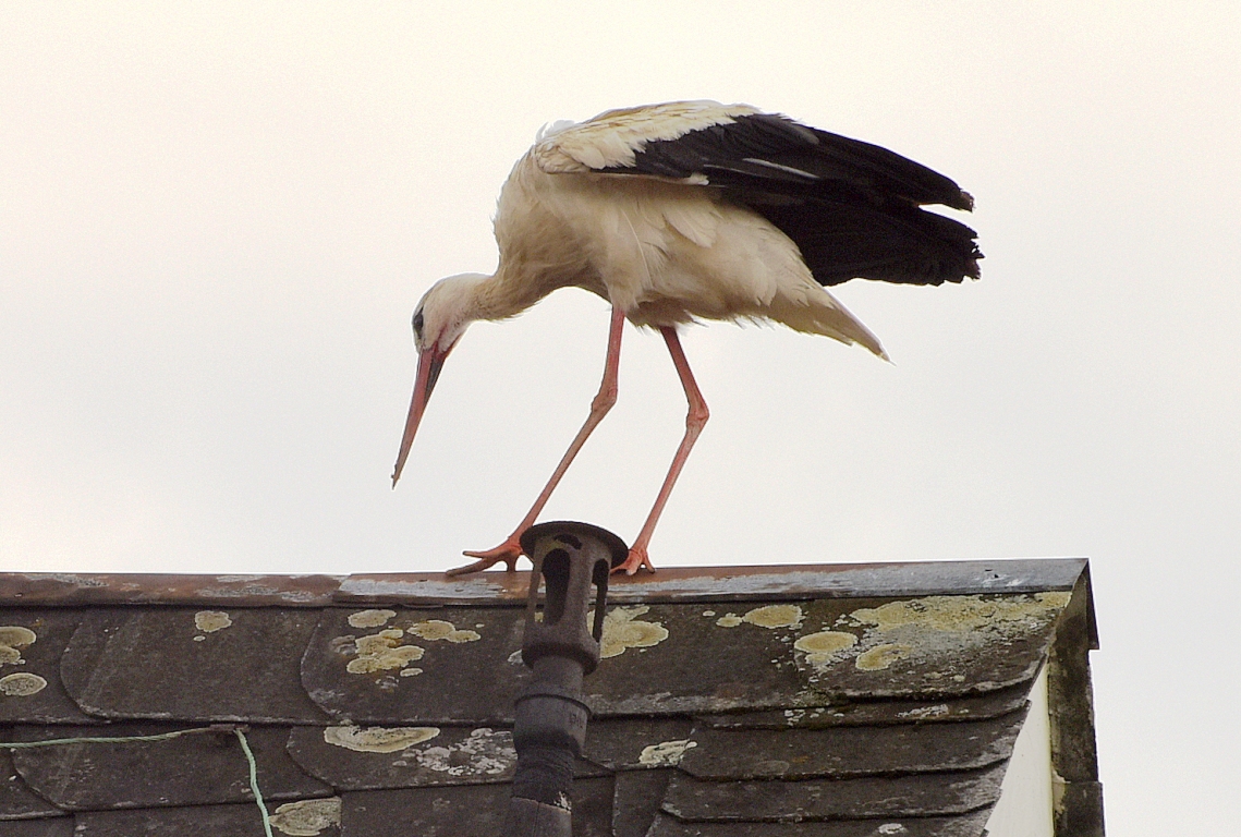 Storch zurück in Weiden
