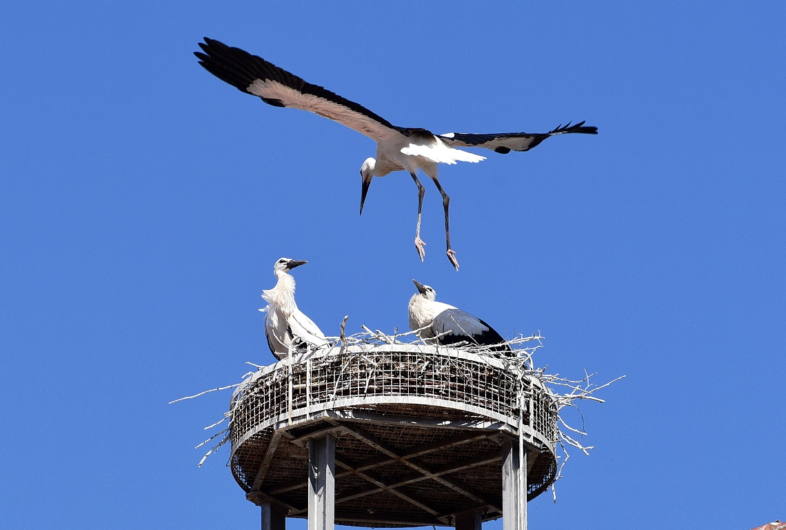 Storchen Weiden Flugtraining