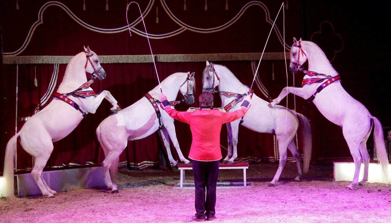 Afrika Zirkus Weiden Symbol Symbolbild 5 Domteur Pferde Pferdeshow
