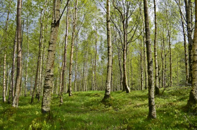 Allergische reaktion durch Pollen