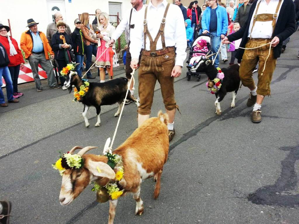 Almabtrieb Neustadt Kulm (6)