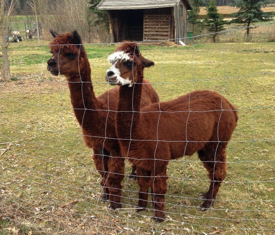 Tierpark Irchenrieth, Alpaka