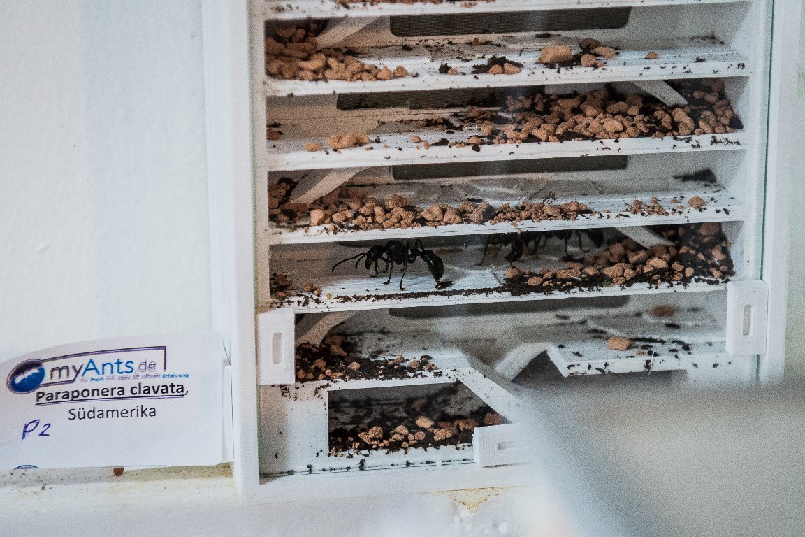 Ameisen-Shop Rene Hiersigk  (11)