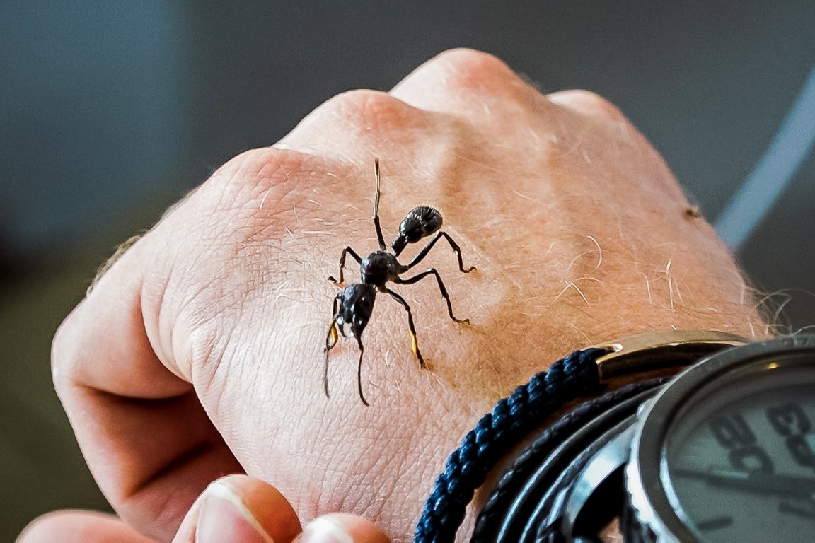 Ameisen-Shop Rene Hiersigk  (2)