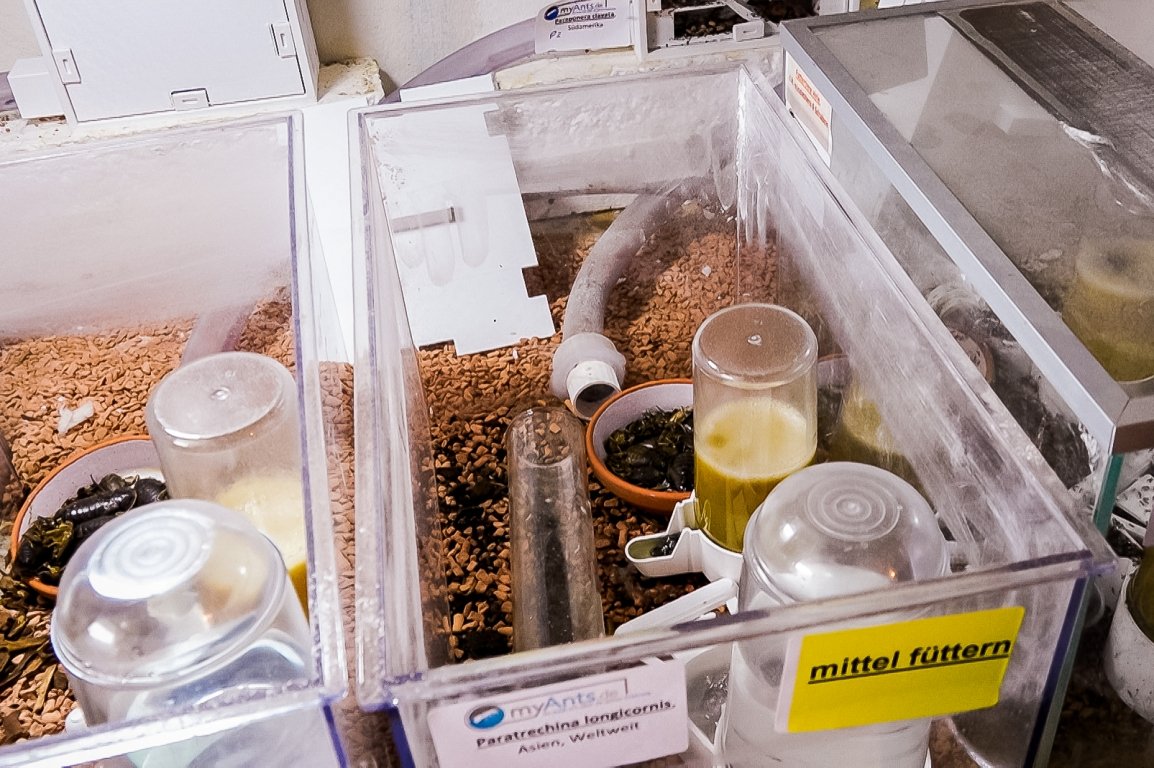 Ameisen-Shop Rene Hiersigk  (3)