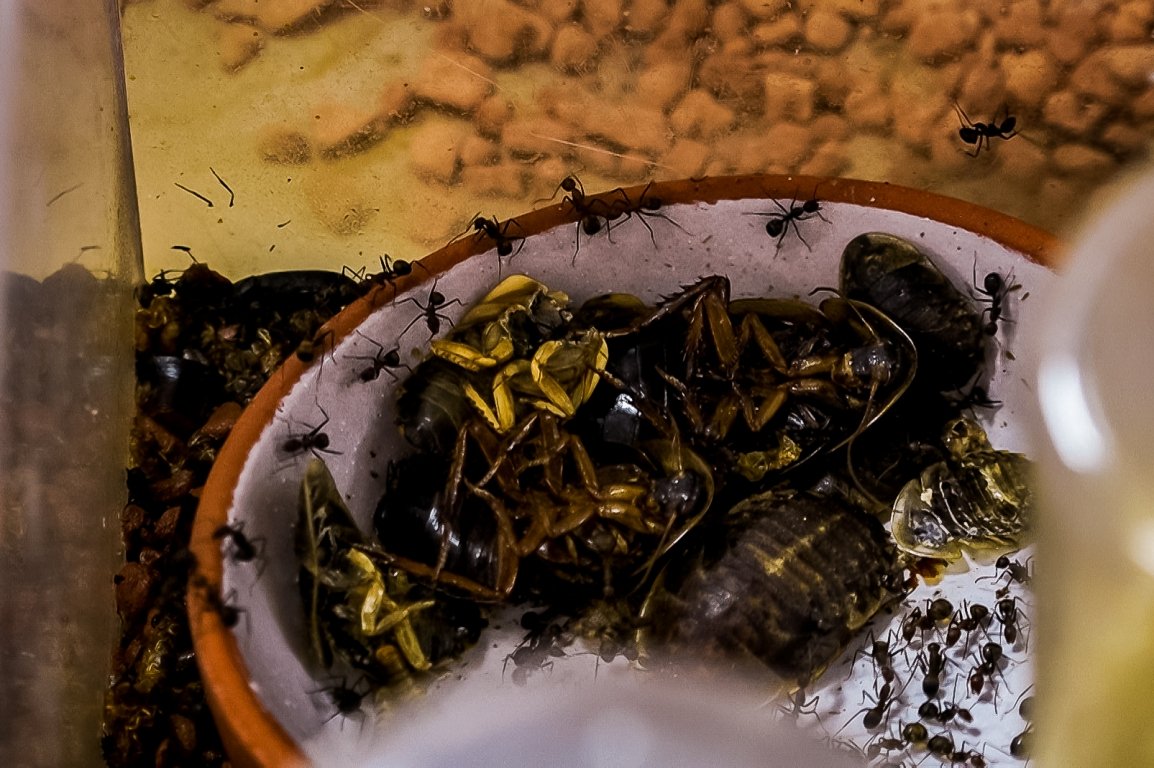 Ameisen-Shop Rene Hiersigk  (4)