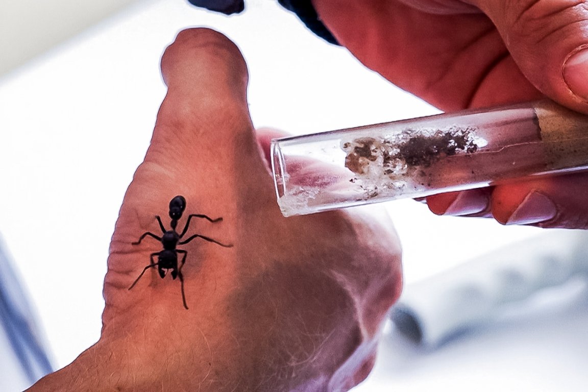 Ameisen-Shop Rene Hiersigk  (8)