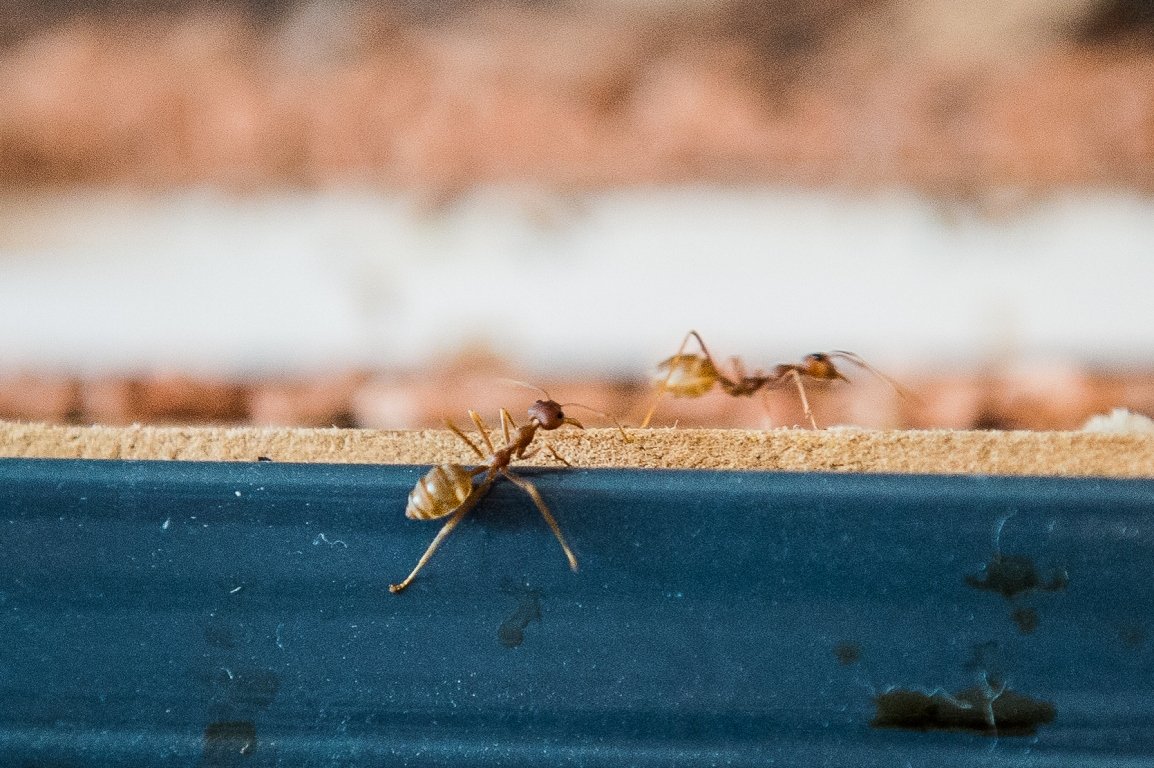 Ameisen-Shop Rene Hiersigk  (9)