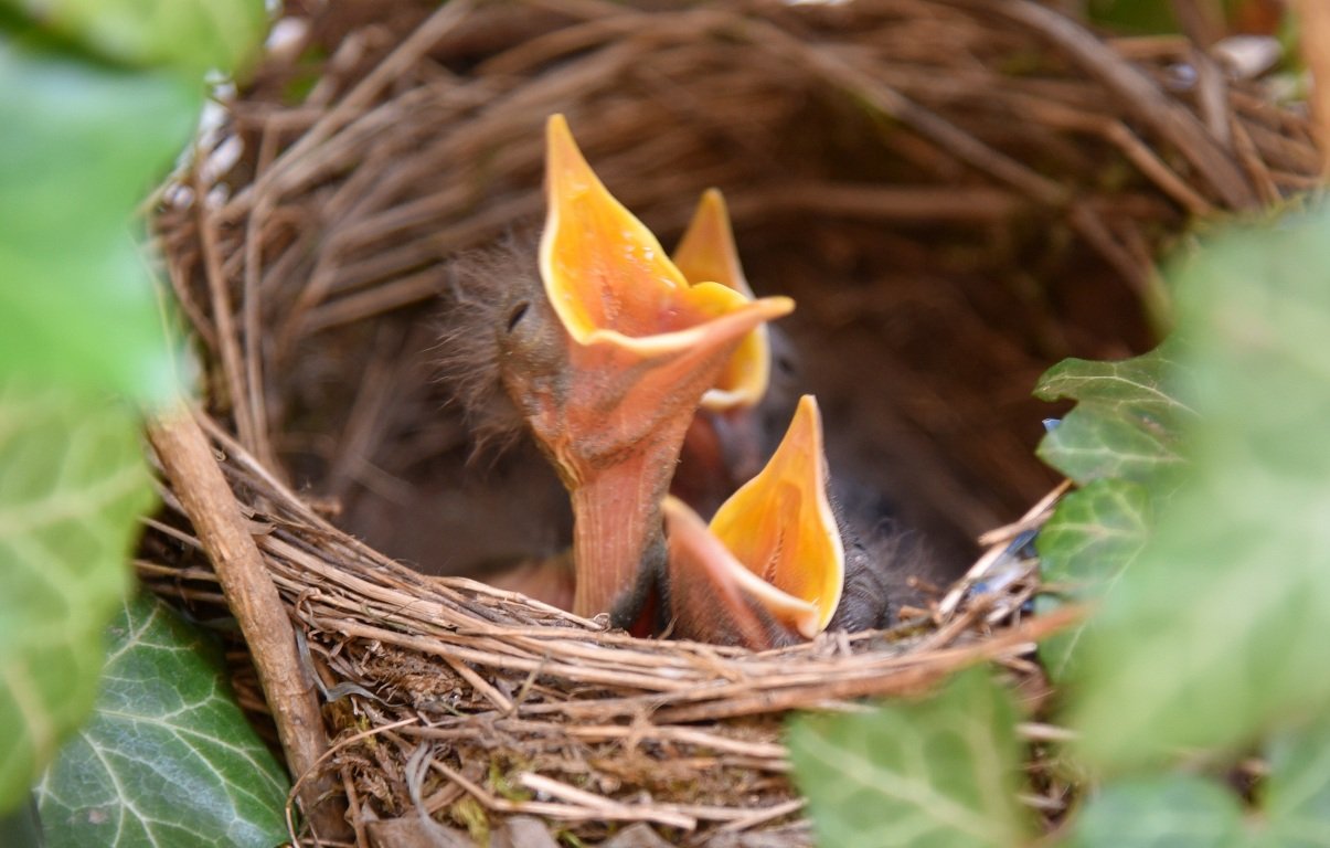 Amselküken Weiden Symbol Symbolbild
